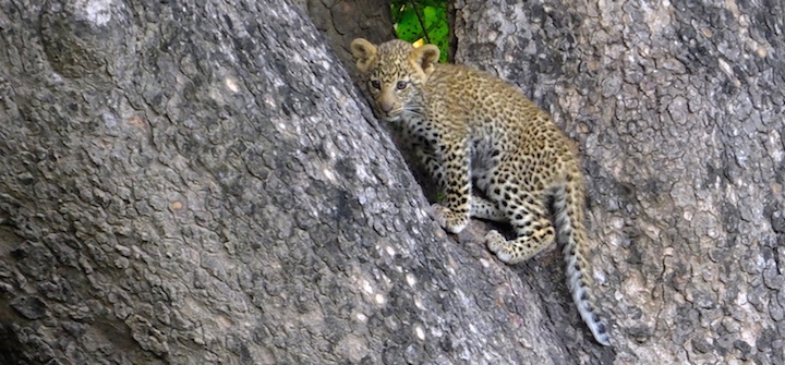 leopard cub in tree