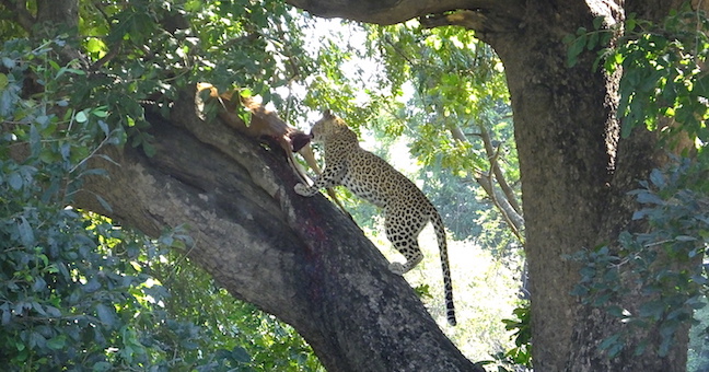 leopardess kill in tree