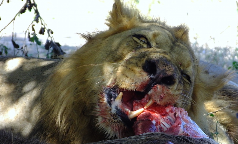 waterbuck lion kill