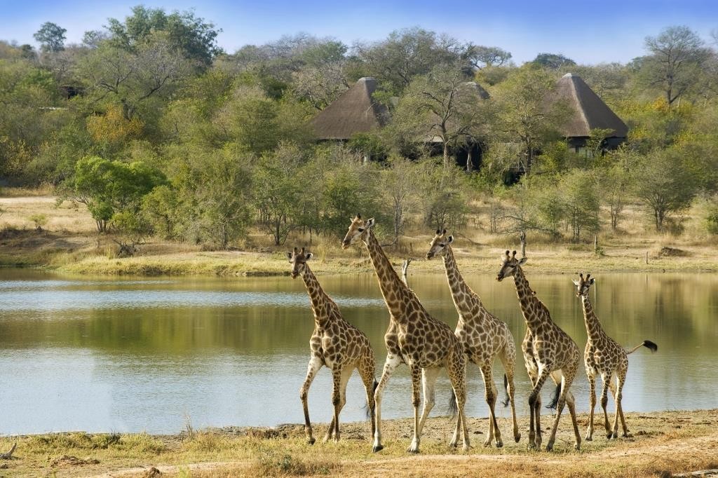 Giraffe in front of the lodge by river, Chitwa Chitwa, Kruger, South Africa