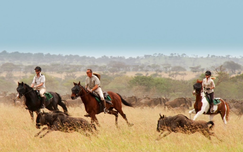 Three riders galloping alongside the wildebeest migration Singita Grumeti, Tanzania