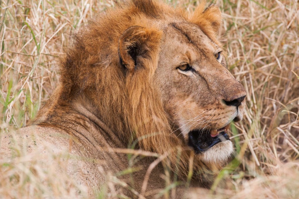 Magestic lion at Kuro Tarangire, Tanzania