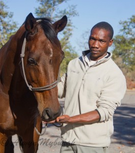 safari horse Mr Beam and guide, Ride and Walk Botswana