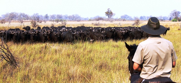Mr Beam ridden by buffalo, Ride and Walk Botswana