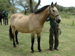 Mzuri a healthy safari horse at Singita Serengeti Tanzania