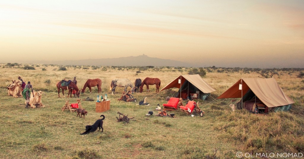 Horses and camels relaxing with dogs at camp, with guides, Ol Malo, Kenya