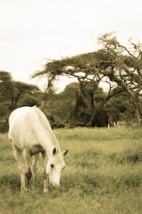 Zulu Great Plains Kenya Ol Donyo grazing by elephant