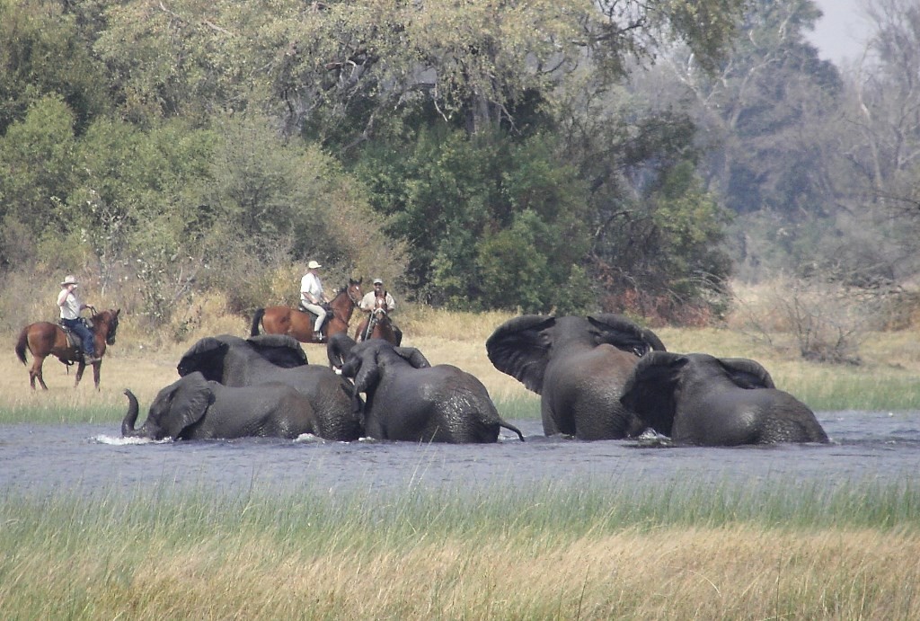 Elephants frolicking, riders in the background, Okavango Horse Safaris, Botswana