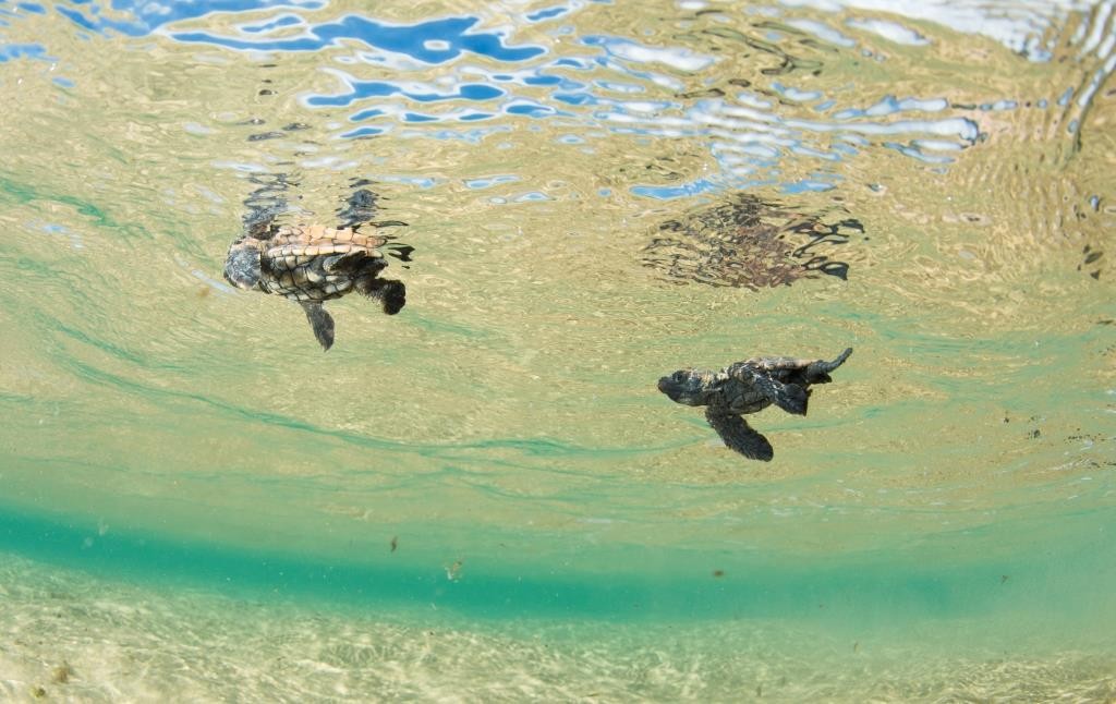 baby turtles swimming shot from underwater