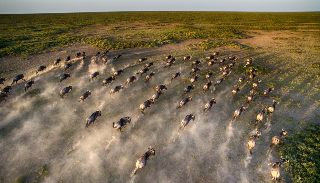 seen from a helicopter the wildebeest running