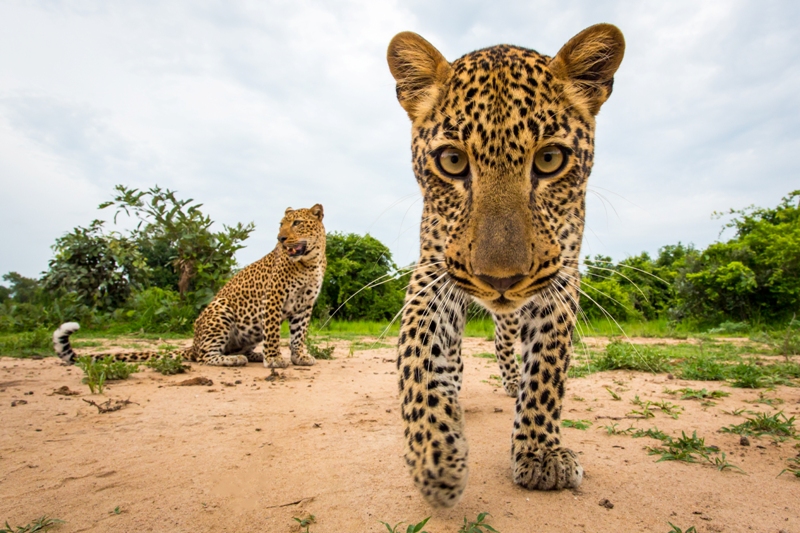 Leopard looking at camera Norman Carr Safaris