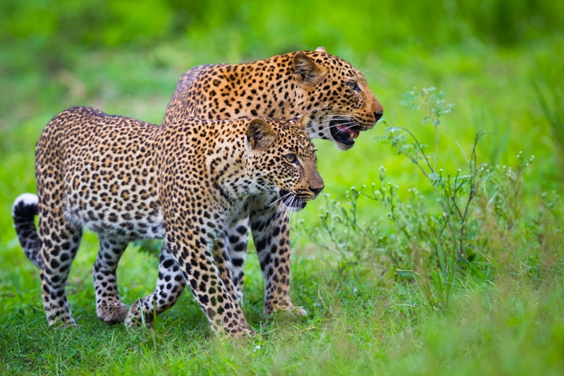 Two leopards in grass green season Norman Carr Safaris