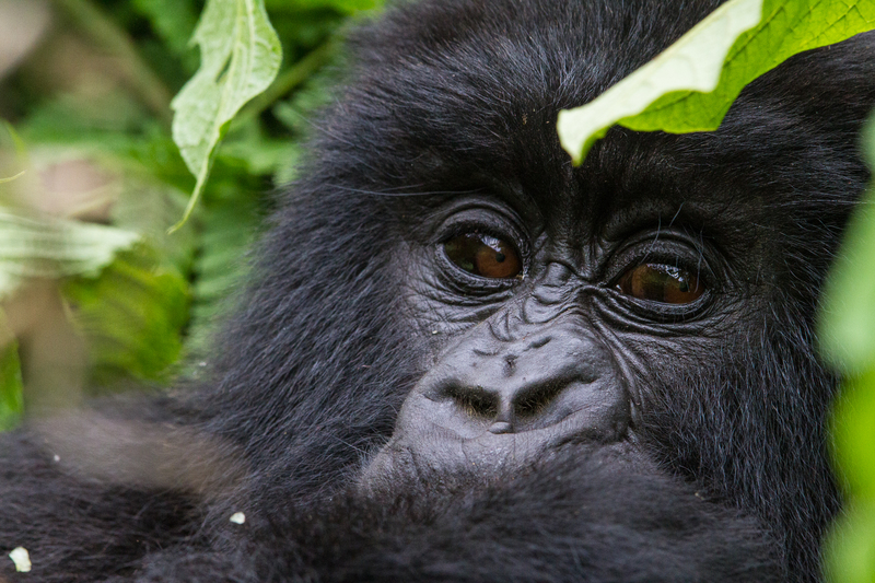 Juvenile gorilla Image credit C. Culbert Wilderness Safaris, Rwanda