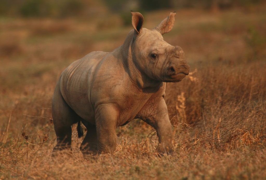 baby rhino image credit Kwandwe Reserve, South Africa endangered rhino
