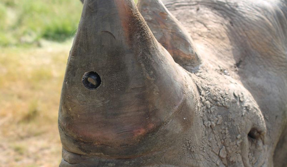 Camera embedded in a rhino horn in South Africa