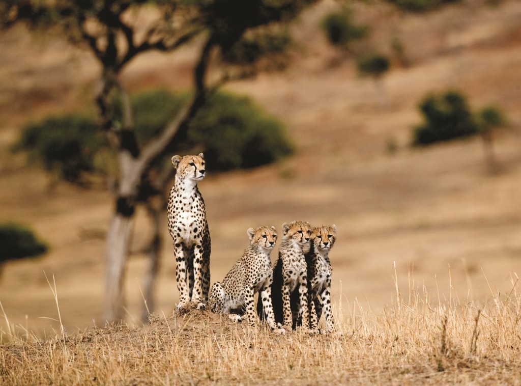 Cheetah and three cubs, Masai Mara, Kenya