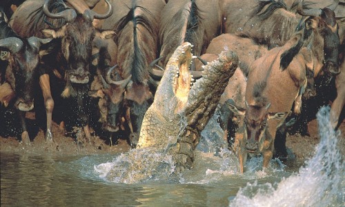 Crocodile and wildebeest Mara River wildebeest migration