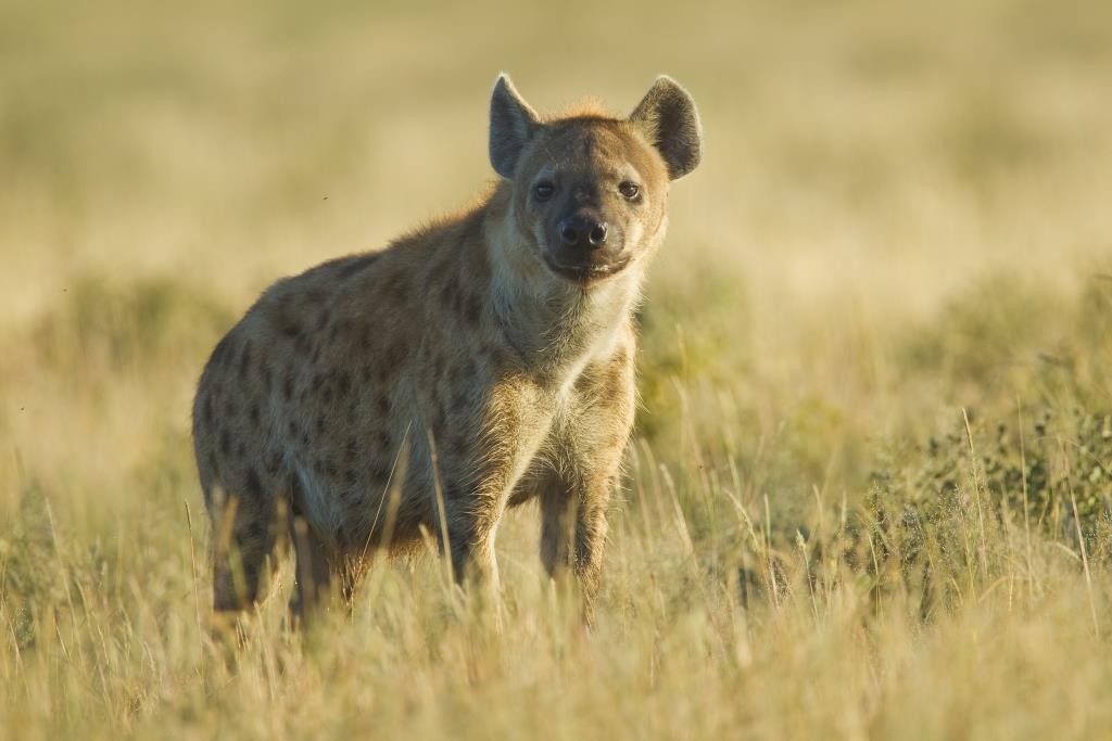 Spotted Hyena, Etosha, Namibia
