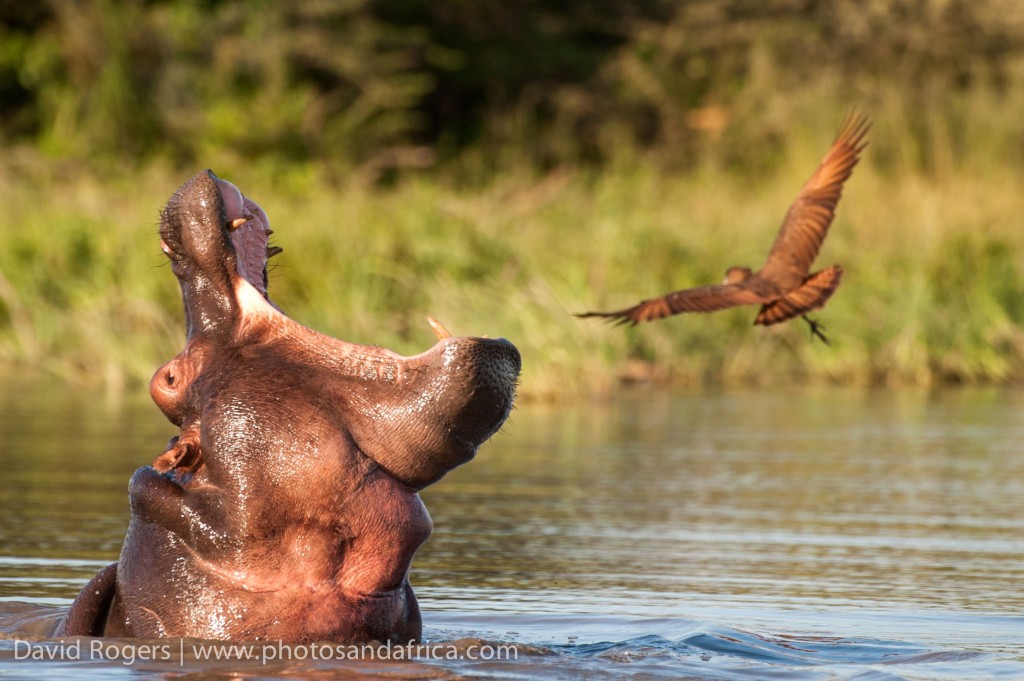 Yawning hippo, Image credit: David Rodgers