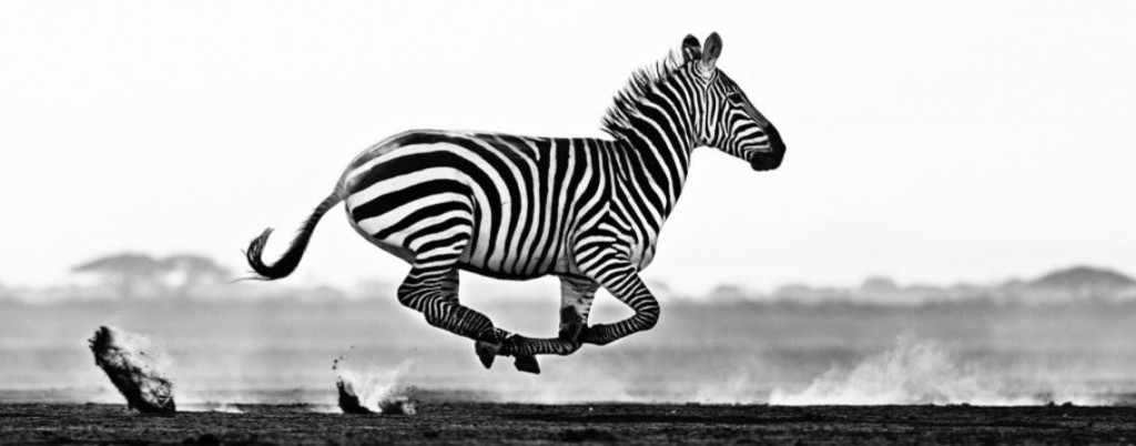 Black and White Running Zebra, Image credit David Yarrow 