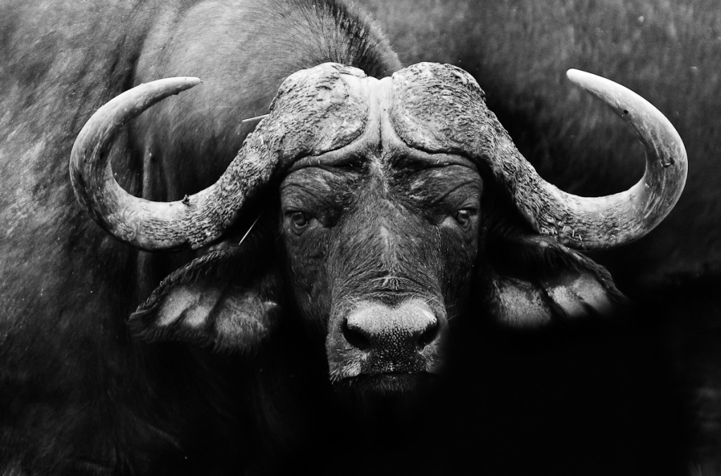 A buffalo's face close up black and white Image credit: Donovan van Staden