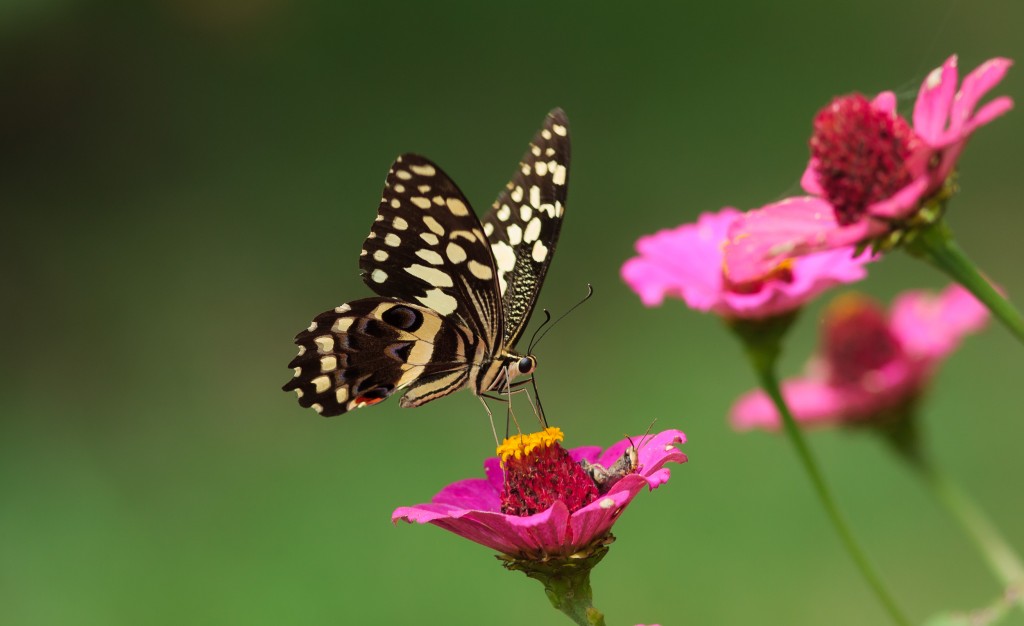 Butterfly - macro photography Image credit Edward Selfe