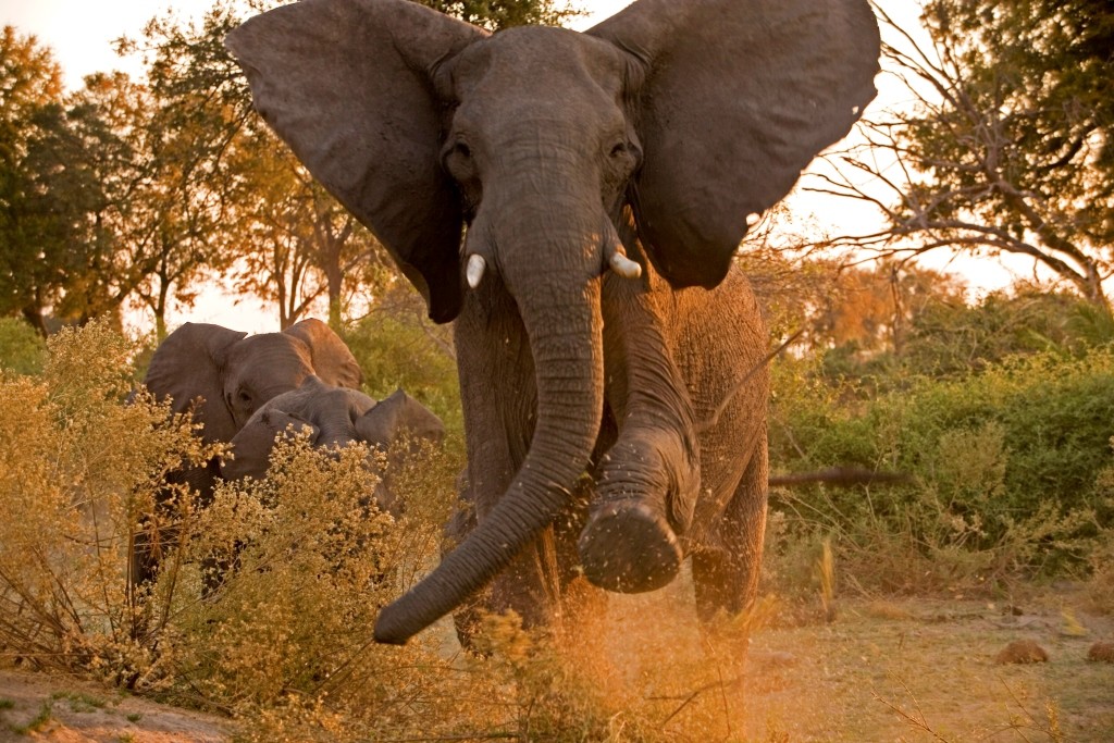 Stamping elephant, Image credit Great Plains Conservation