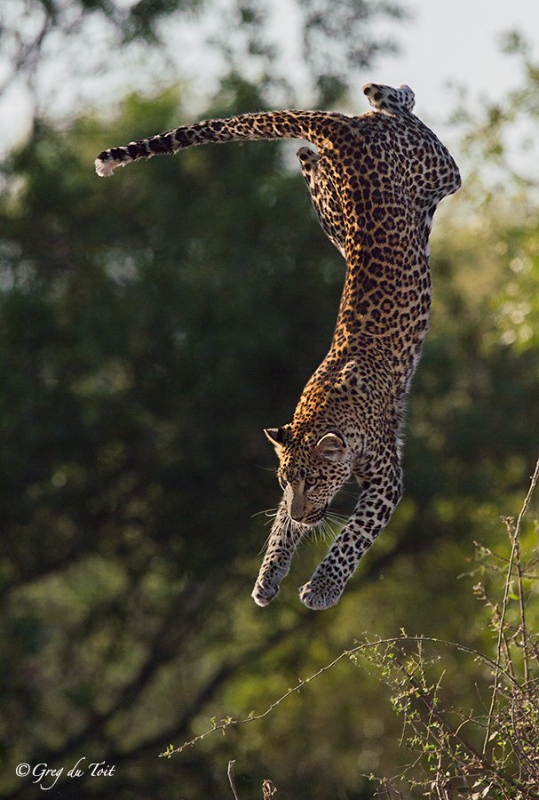 Leaping leopard jumping down from a tree midflight. Image credit Greg Toit
