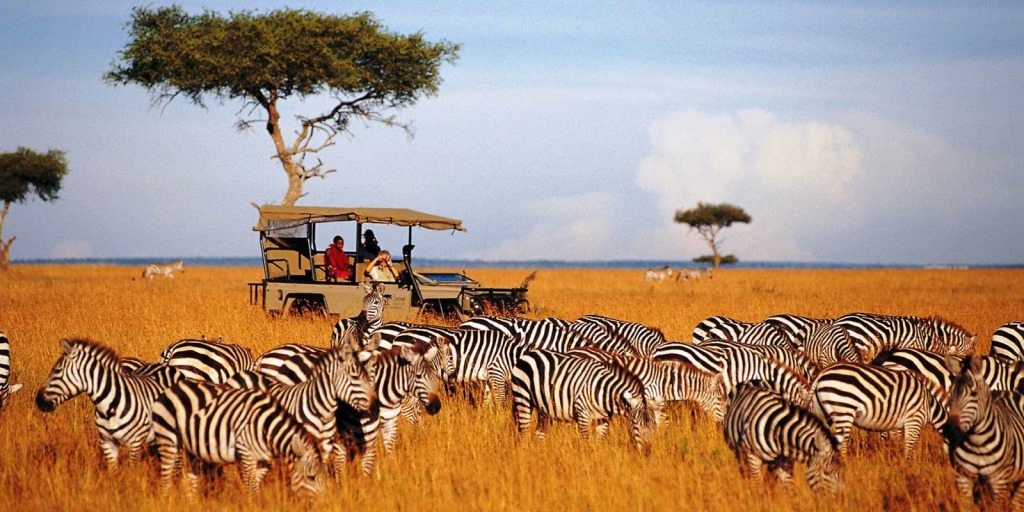 Zebra and game drive Masai Mara, Kenya. 