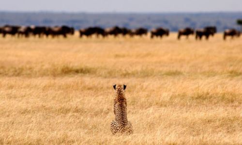 Cheetah On The Hunt Serengeti