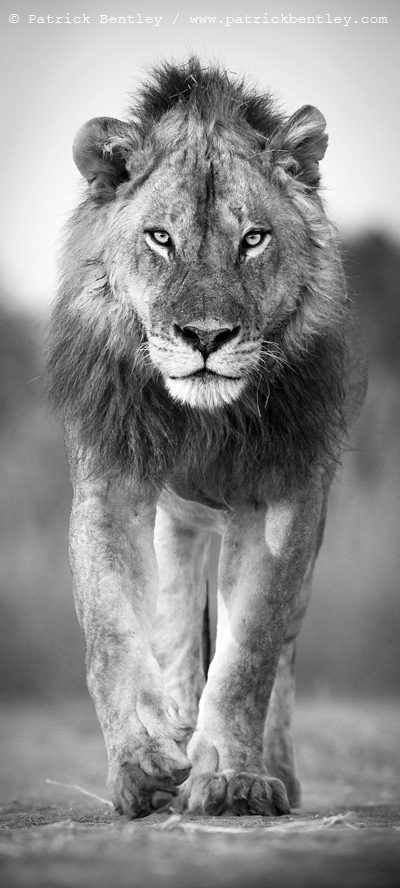Male lion. Image credit: Patrick Bentley