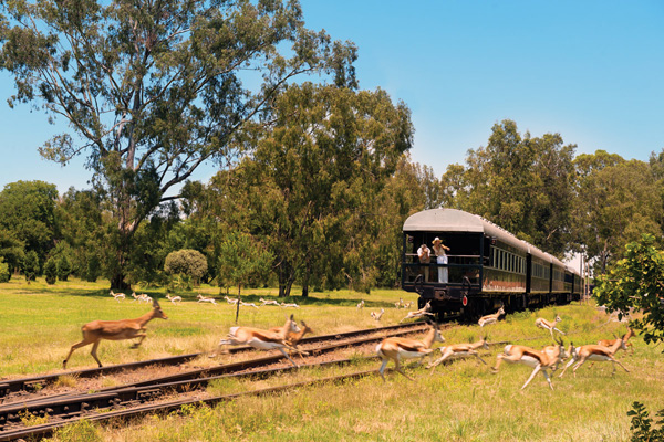 Rovos Rail observation car with antelope on tracks, luxury train
