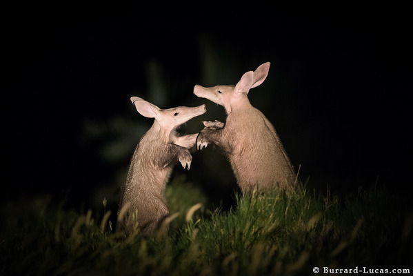 Two aardvark dance, captured by night camera trap. Image credit Will Burrard-Lucas