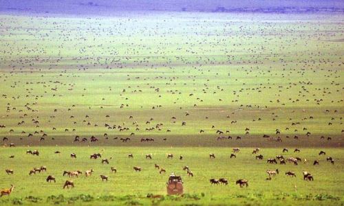 Serengeti Landscape wildebeest migration