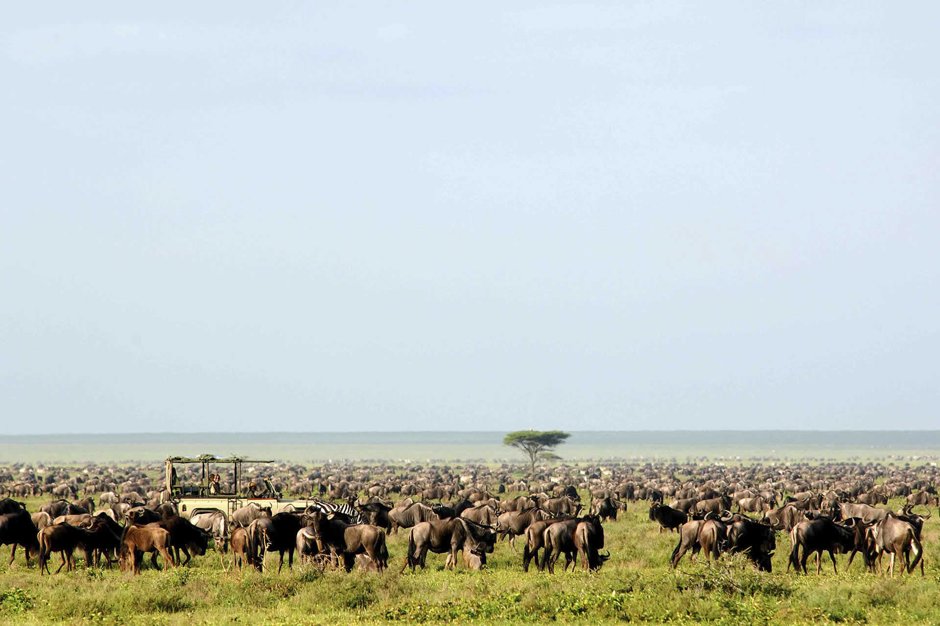 Wildebeest migration, Serengeti Safari Camp 