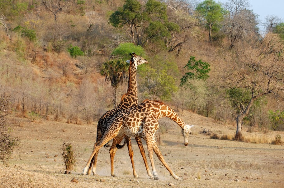Giraffes galore at Kiba Point, Eastern Cape, South Africa