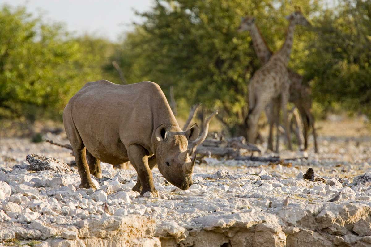 Namibia Little Ongava Rhino