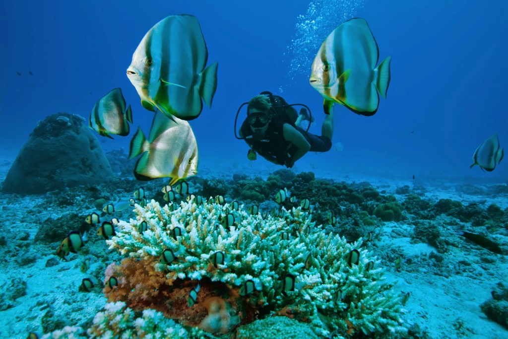North-Island-Diving-diver-fish-coral-1024