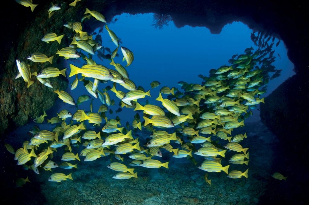 Dive with blue lined snappers, Desroches Island, Seychelles