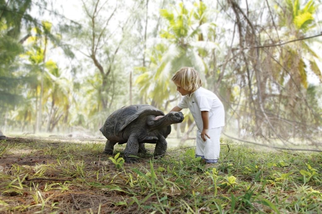 Giant tortoise making a new friend, Desroches Island, Seychelles