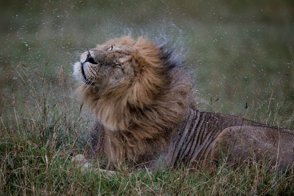 lion-wet-with-rain