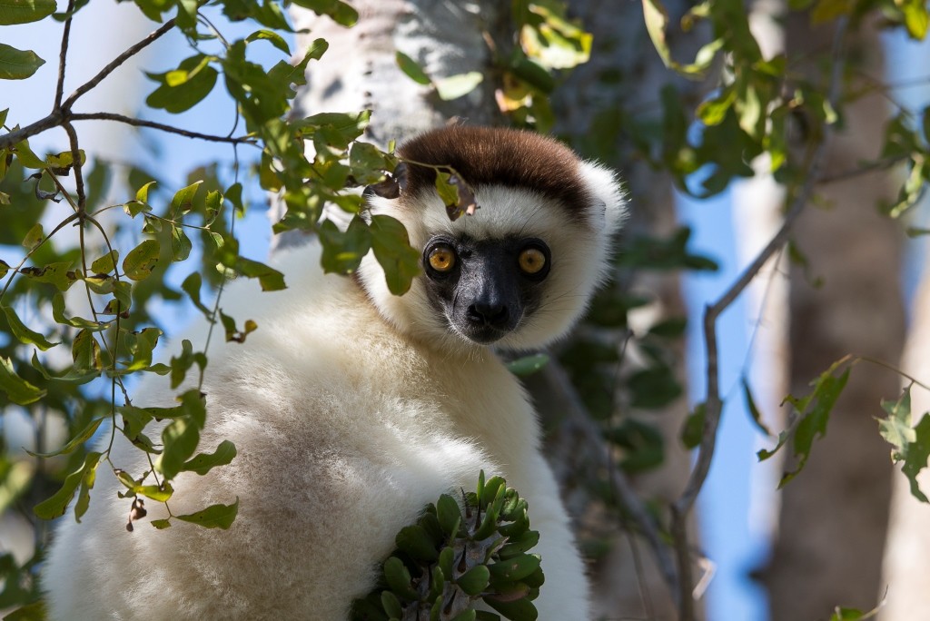 Calendar September Dancing lemurs of hte south Mandrare_Wildlife_HR-13