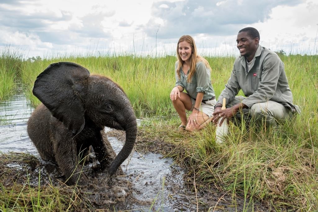 Ceebrating Botswana Abu Camp - Elephant - Dana Allen