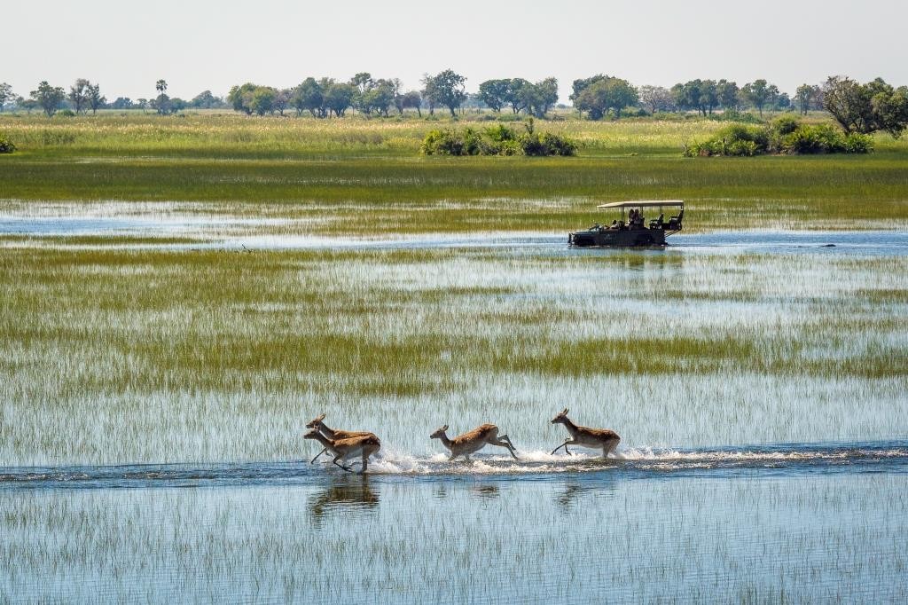 Celebrating Botswana Botswana Jao Game Drive Antelope Landscape (2) Dana Allen