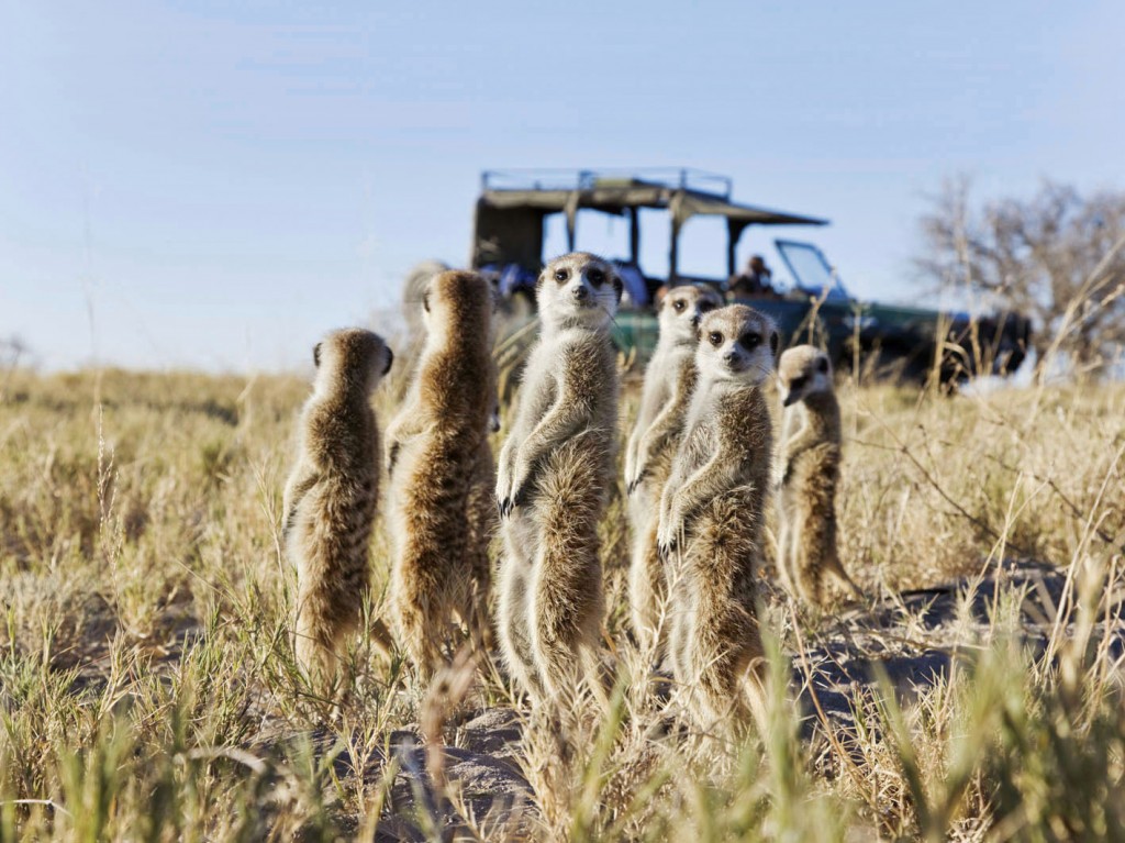 Meerkats, Makgadikgadi pans, Botswana