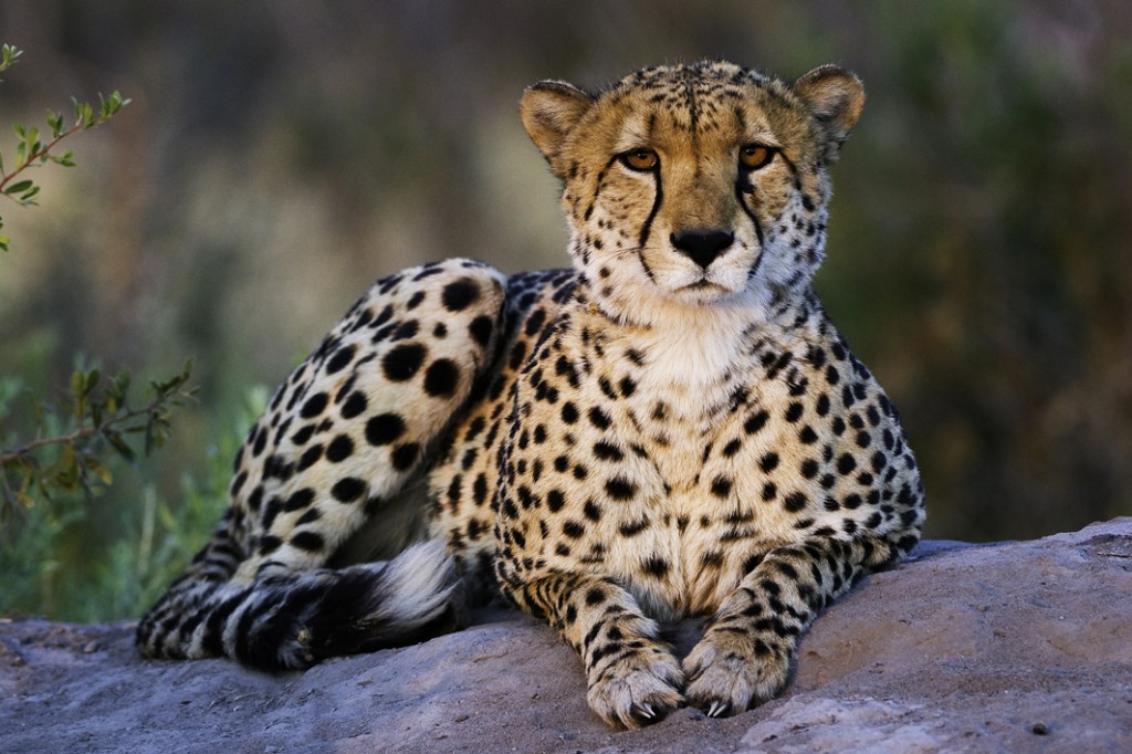 Cheetah poised at Zarafa Camp, Selinda Reserve, Botswana