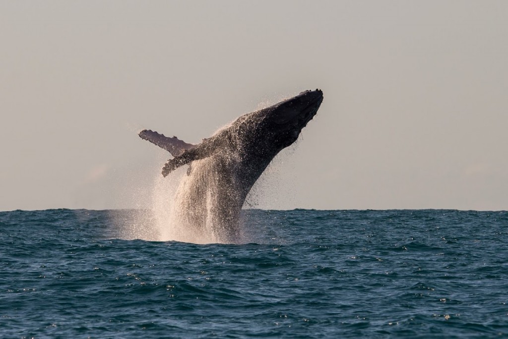 A whale breaching, Manafiafy