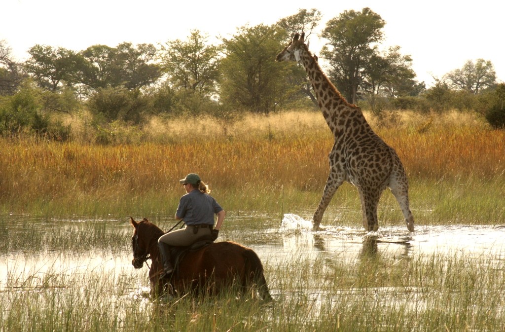 Okavango Delta, Okavango Horse Safaris, Botswana.