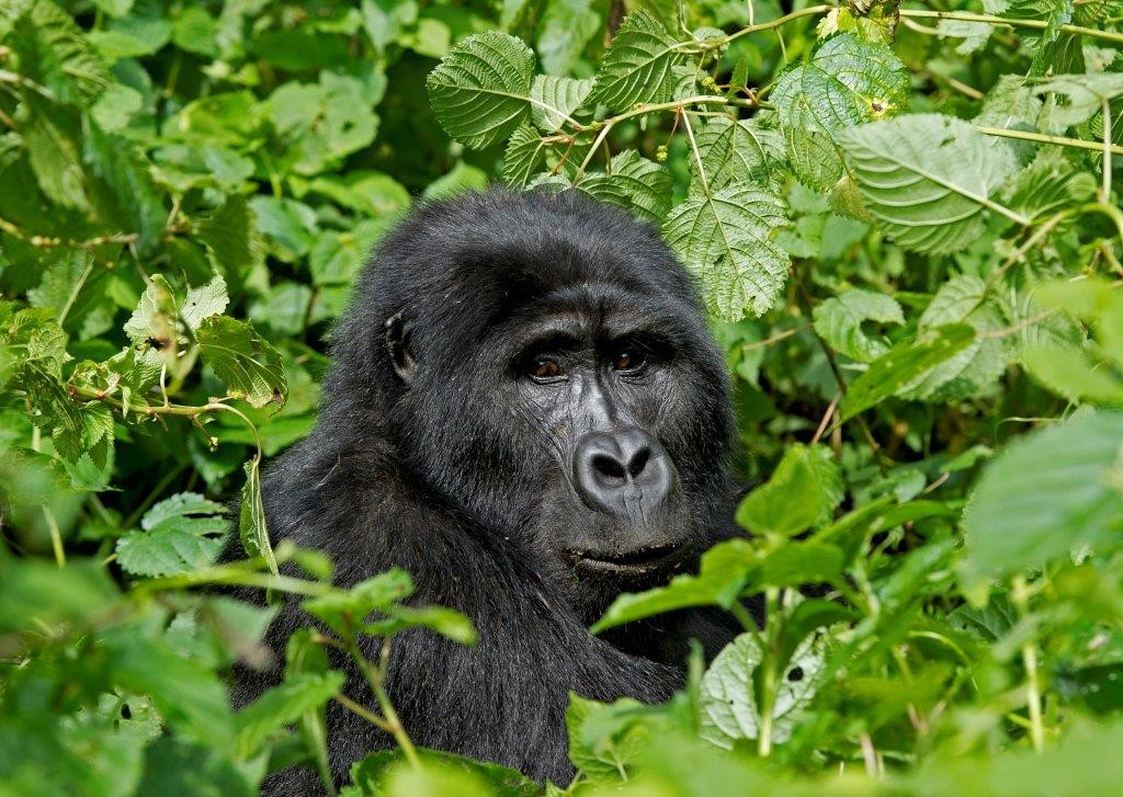 Uganda - Gorilla Forest Camp 1