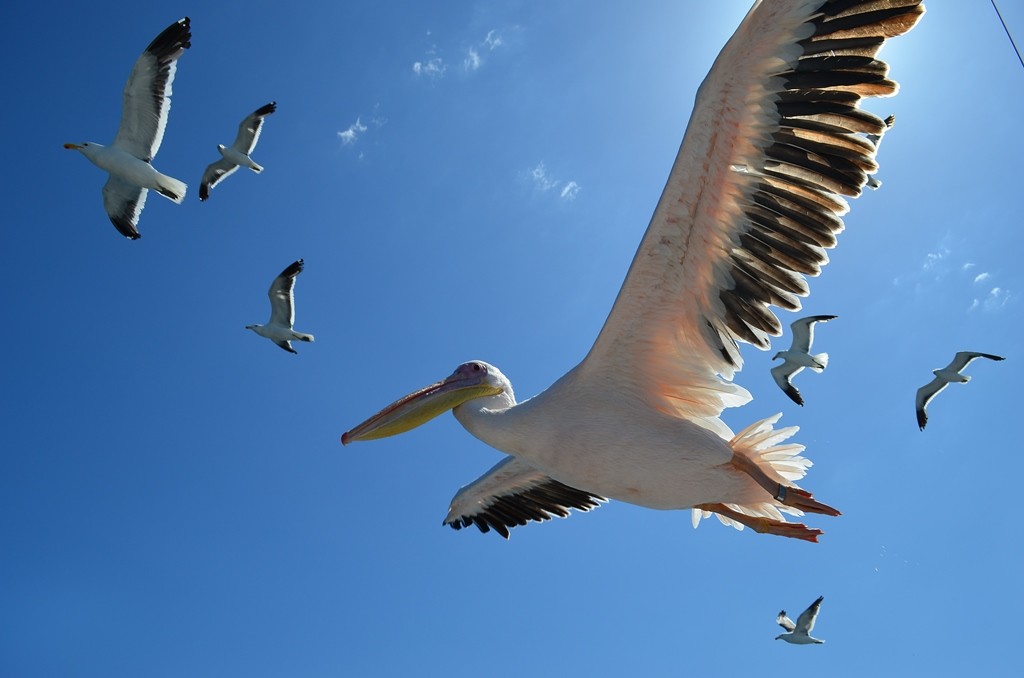 Walvis Bay cruise 4 pelicans